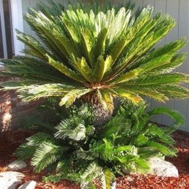 My New Litter of Pups Image